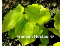 Hosta 